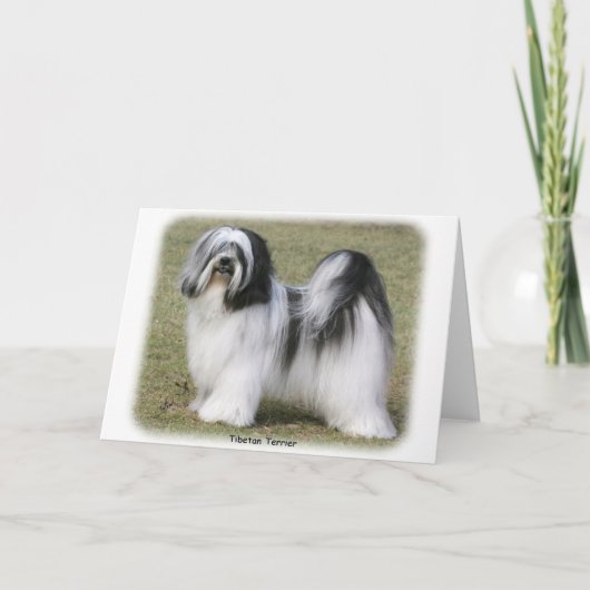 Tibetan Terrier Karte (Vorderseite)