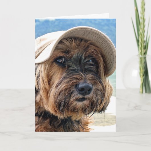 Tibetan Terrier Leisure Portrait Karte (Vorderseite)