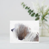 Tibetan Terrier Postkarte (Stehend Vorderseite)