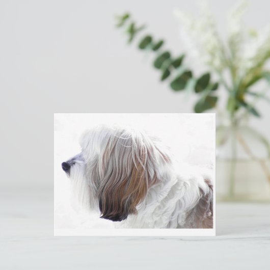 Tibetan Terrier Postkarte (Stehend Vorderseite)