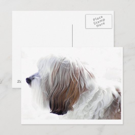 Tibetan Terrier Postkarte (Vorne/Hinten)