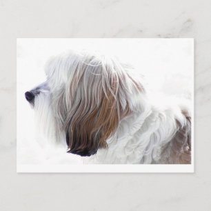Tibetan Terrier Postkarte