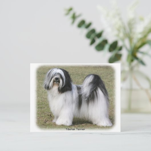 Tibetan Terrier Postkarte (Stehend Vorderseite)