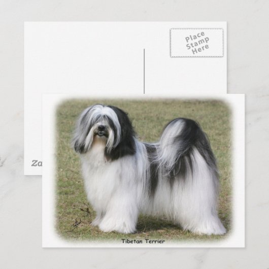 Tibetan Terrier Postkarte (Vorne/Hinten)