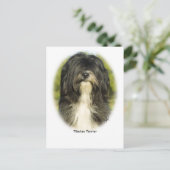 Tibetan Terrier Postkarte (Stehend Vorderseite)