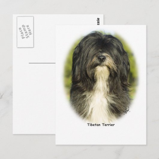 Tibetan Terrier Postkarte (Vorne/Hinten)