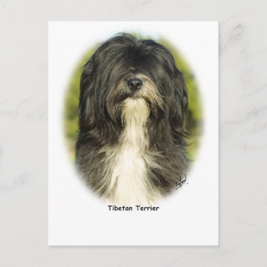 Tibetan Terrier Postkarte (Vorderseite)