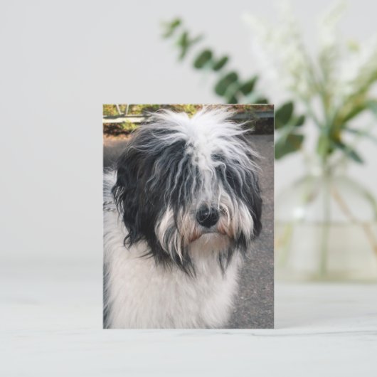 Tibetan Terrier Postkarte (Stehend Vorderseite)