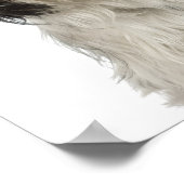 Tibetan Terrier Puppy Poster (Ecke)
