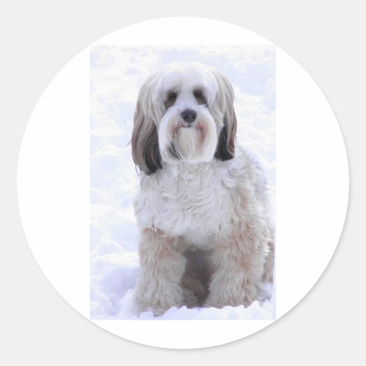 Tibetan Terrier Sable und White Runder Aufkleber (Vorderseite)