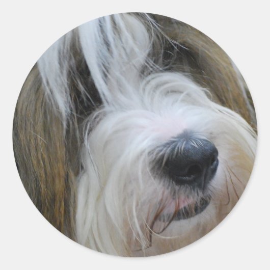 Tibetan Terrier Stickers (Vorderseite)