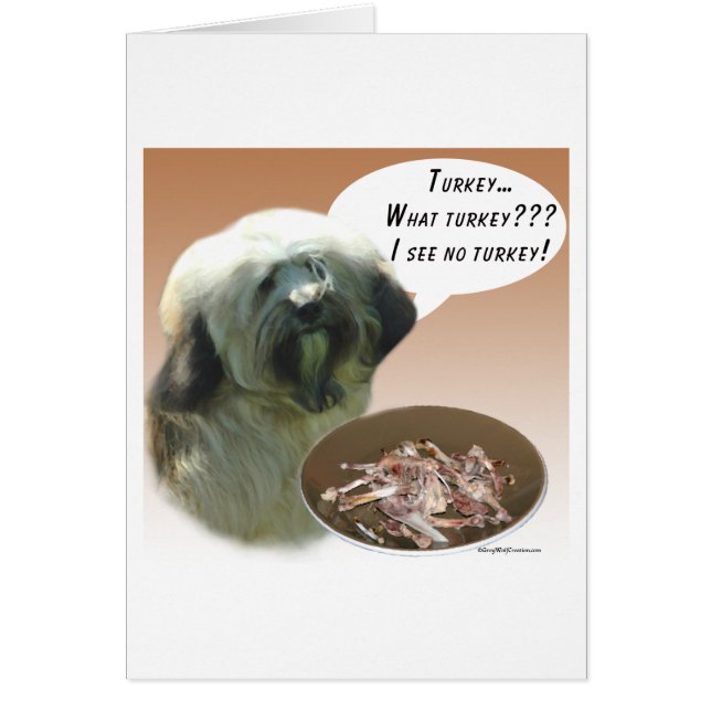 Tibetan Terrier Türkei (Vorne)