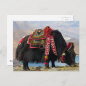 Tibetan Yak Postkarte (Vorne/Hinten)