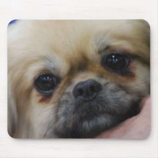 Tibetanische Spaniel-Welpen-Mausunterlage Mousepad (Vorne)