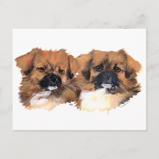 Tibetanische Spaniels-Kopf-Studie Postkarte (Vorderseite)