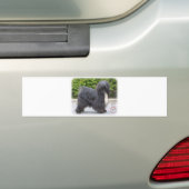 Tibetanisches Terrier Autoaufkleber (Auf Auto)