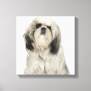 Tibetanisches Terrier-Welpe Leinwanddruck