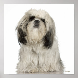 Tibetanisches Terrier-Welpe Poster