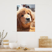 Tibeter Mastiff Poster (Küche)