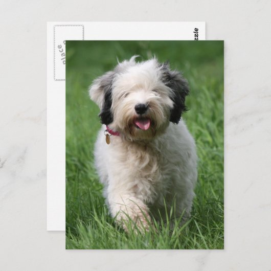 Tibeterjunge Postkarte (Vorne/Hinten)