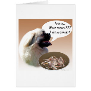 Tibetisch-Spaniel Türkei