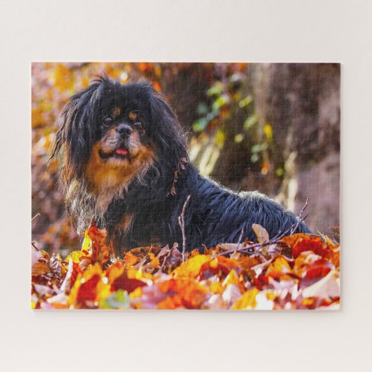 Tibetisch Spanischer Hund Jigsaws. Puzzle (Horizontal)