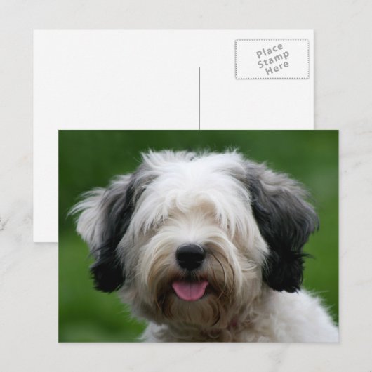 Tibetisch-Terrier Postkarte (Vorne/Hinten)