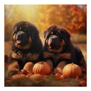 Tibetischer Mastiff Welpe Herbst Kürbis Poster