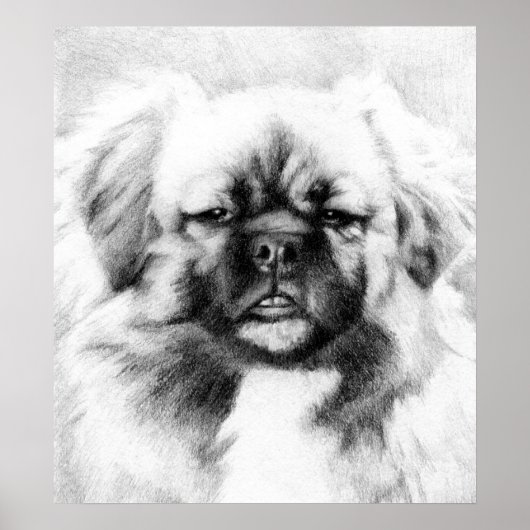 Tibetischer Spaniel Dog Potrait Poster (Vorne)