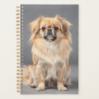 Tibetischer Spaniel Planer