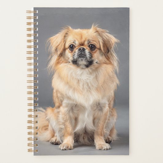 Tibetischer Spaniel Planer (Vorderseite)