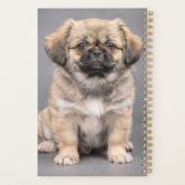 Tibetischer Spaniel Planer (Rückseite)