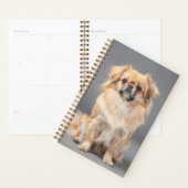 Tibetischer Spaniel Planer (Anzeige)