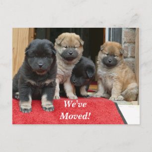 Tibetischer Spaniel Wir haben eine neue Postkarte