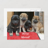 Tibetischer Spaniel Wir haben eine neue Postkarte (Vorne/Hinten)