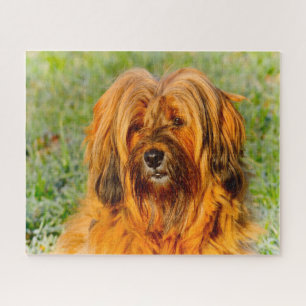 Tibetischer Terrier Dog Jigsaws. Puzzle