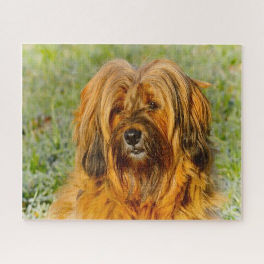 Tibetischer Terrier Dog Jigsaws. Puzzle (Horizontal)