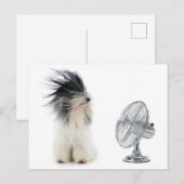 Tibetischer Terrier und sein Fan Postkarte (Vorne/Hinten)