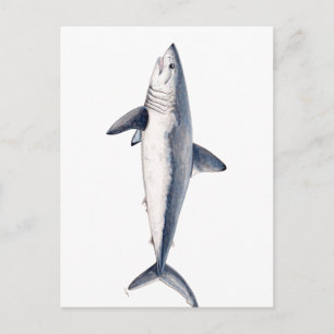 Tiburon Cailon Postkarte