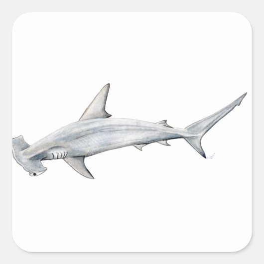 Tiburon martillo - Hammer-Kopfhai Quadratischer Aufkleber (Vorderseite)