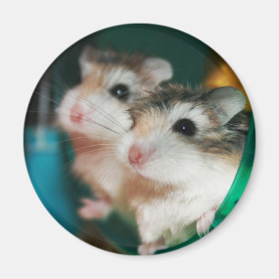 Tic und Tac - Magnet