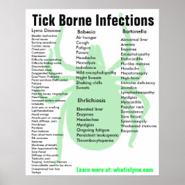 Tick Borne Infektionen Symptome Lernposter Poster