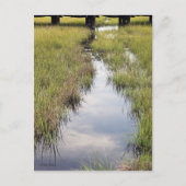 Tidal Creek Postkarte (Vorderseite)