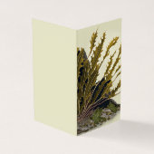 Tidal Fronds (Vorderseite)