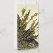 Tidal Fronds (Vorderseite)