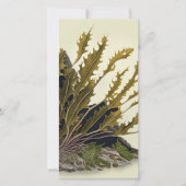 Tidal Fronds (Vorderseite)