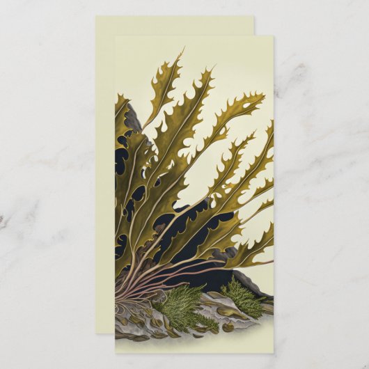 Tidal Fronds (Vorne/Hinten)