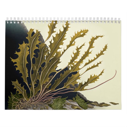 Tidal Fronds Kalender (Titelbild)