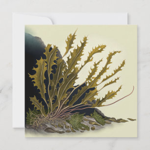 Tidal Fronds Karte