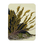 Tidal Fronds Magnet (Vertikal)
